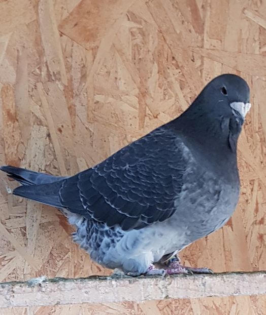 2 F 2017 Delia - 2018 Guti si Cuci