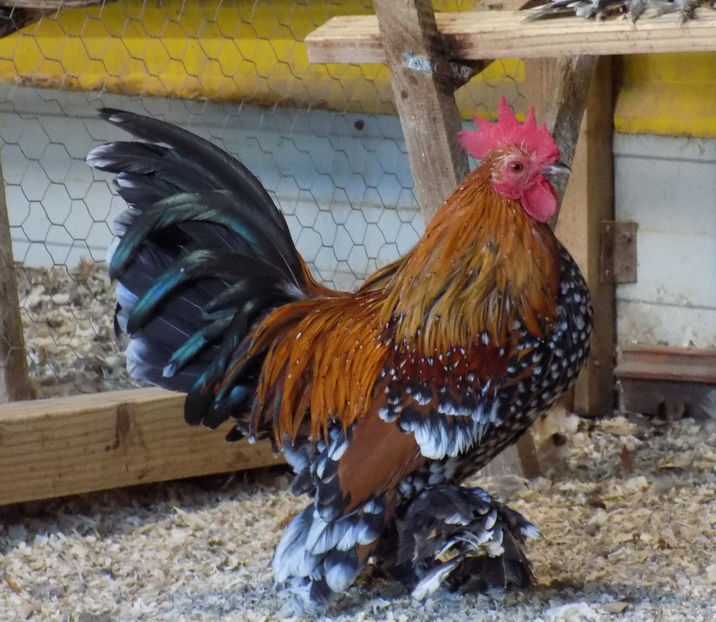 48427045_2162032484111360_2933758560644890624_o - 04B-MII DE FLORI PORTELAN 2018