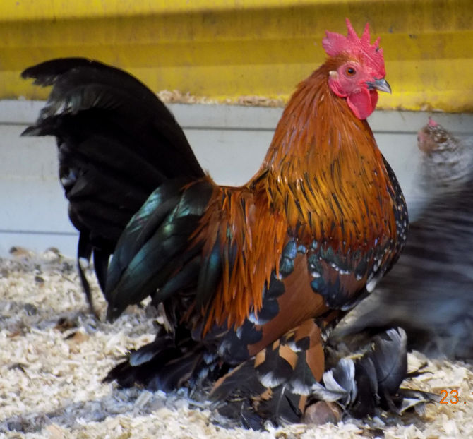  - 04B-MII DE FLORI PORTELAN 2018