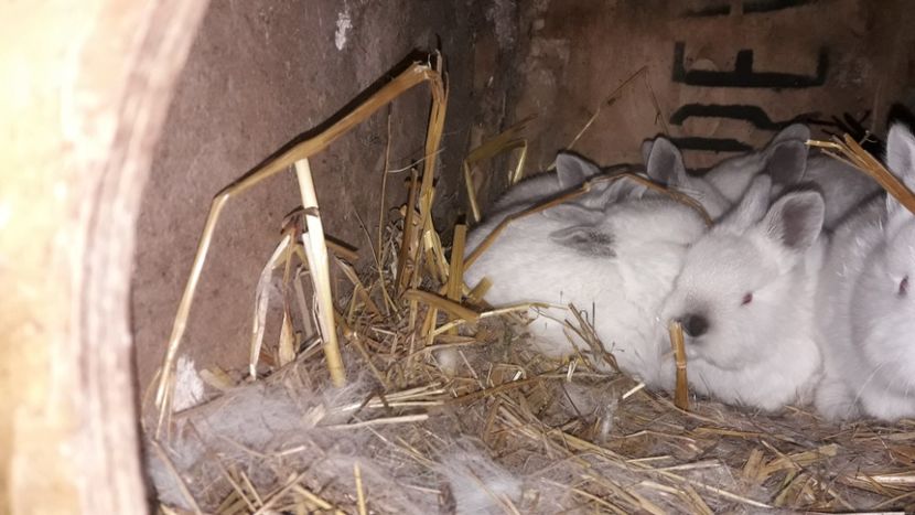  - CUIBURI DE IEPURAS