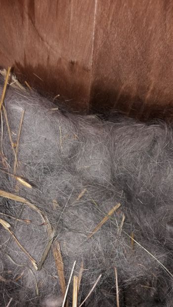  - CUIBURI DE IEPURAS