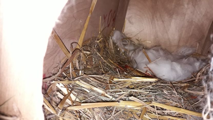  - CUIBURI DE IEPURAS