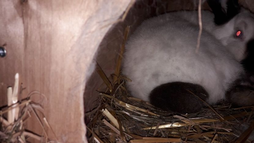  - CUIBURI DE IEPURAS