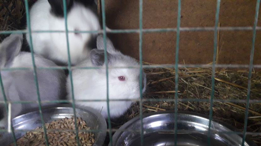  - CUIBURI DE IEPURAS