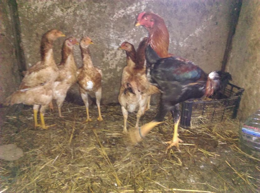  - Combatant malaez 2018-2019