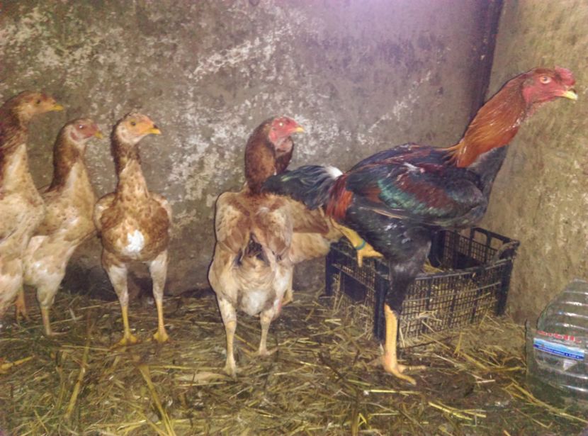  - Combatant malaez 2018-2019