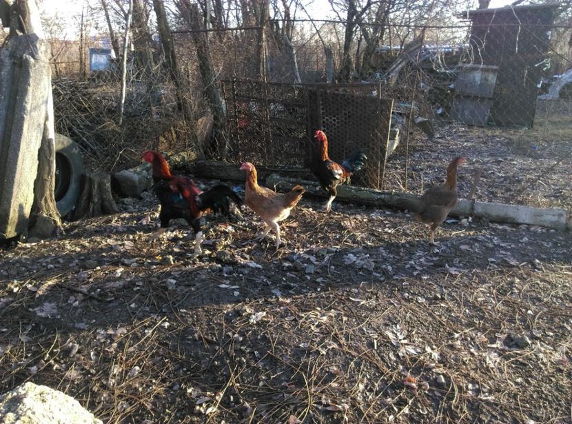  - Combatant malaez 2018-2019