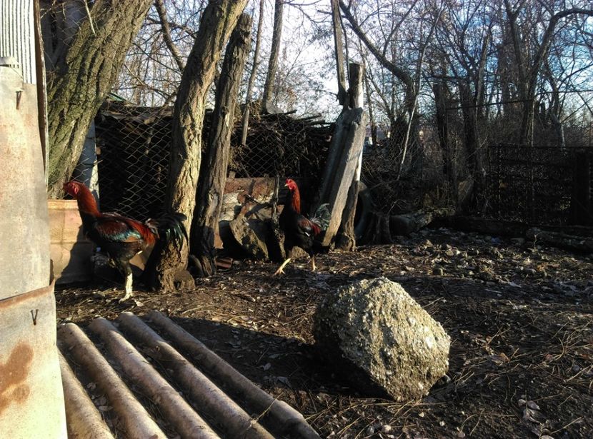  - Combatant malaez 2018-2019