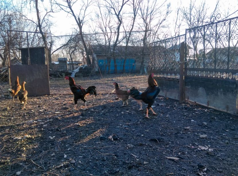 Tatal si fiul - Combatant malaez 2018-2019