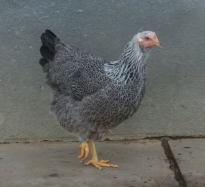  - 1 Plymouth rock silver 2012-2021 arhiva