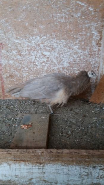  - Pauni bronze cream 2018