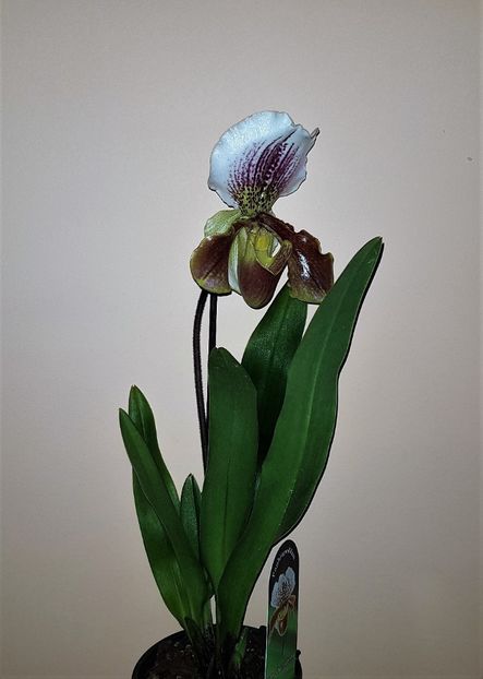  - Paphiopedilum