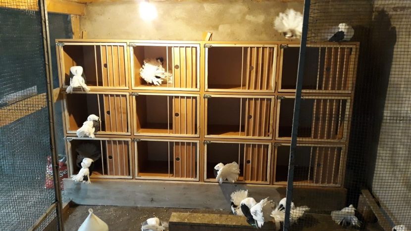 IMG-20181224-WA0007 - Voltați capace 2018