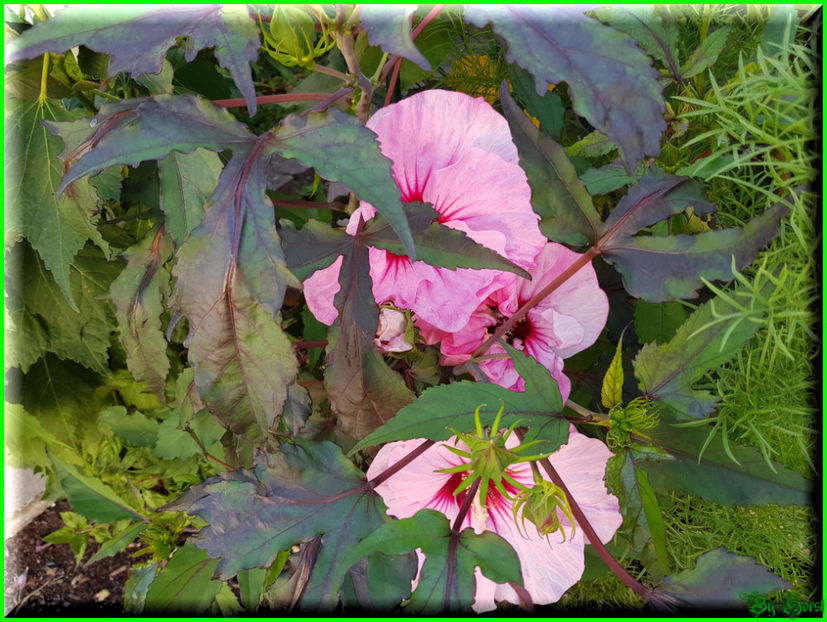 Pink Candy - Hibiscus moscheutos - Pink Candy