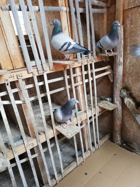  - 2018-12-24-Curatenia de sfarsit de an