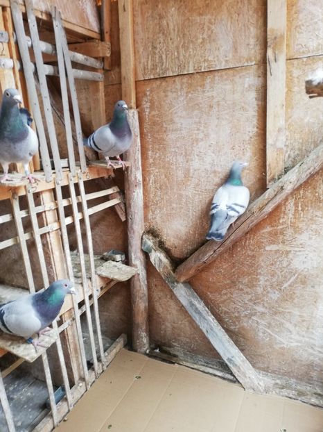  - 2018-12-24-Curatenia de sfarsit de an