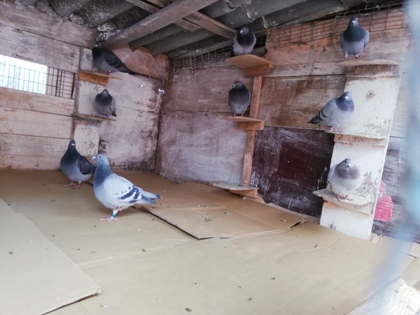  - 2018-12-24-Curatenia de sfarsit de an