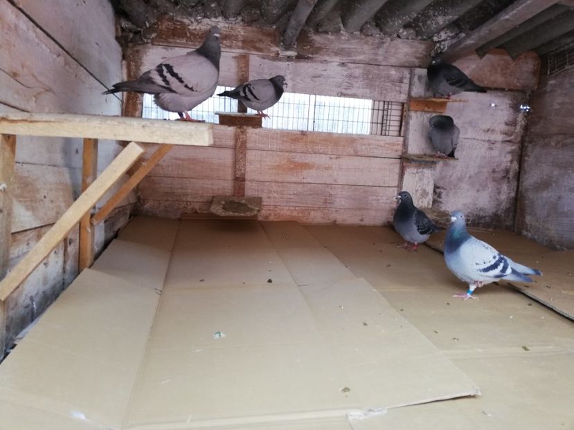  - 2018-12-24-Curatenia de sfarsit de an