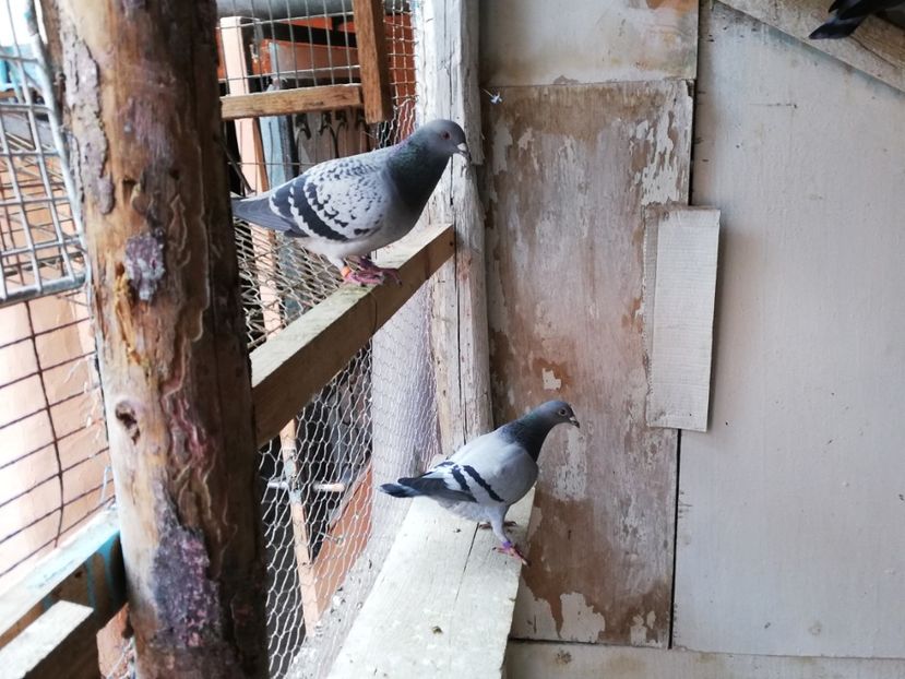  - 2018-12-24-Curatenia de sfarsit de an