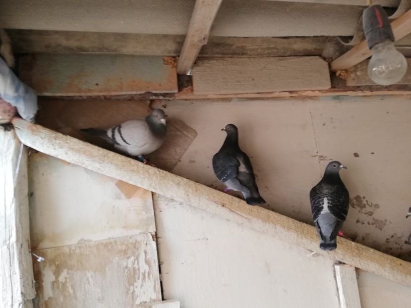  - 2018-12-24-Curatenia de sfarsit de an