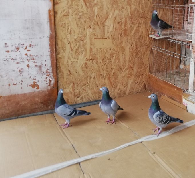  - 2018-12-24-Curatenia de sfarsit de an