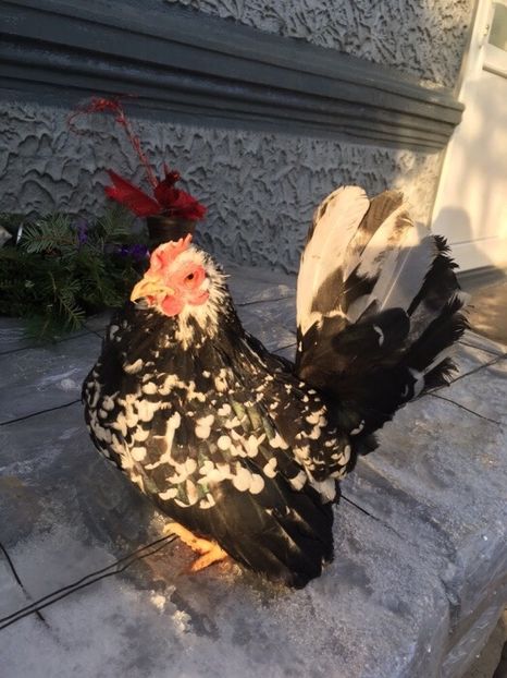 7C2C201B-46B5-4A5A-8F99-82249E91302A - Găinuși Chabo Bobat 2018 de Vânzare!