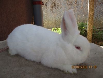 FEM.2018 ! - X ARHIVA IEPURI CE AM AVUT