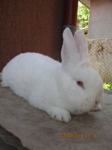 RO 12 - 1814 - X ARHIVA IEPURI CE AM AVUT