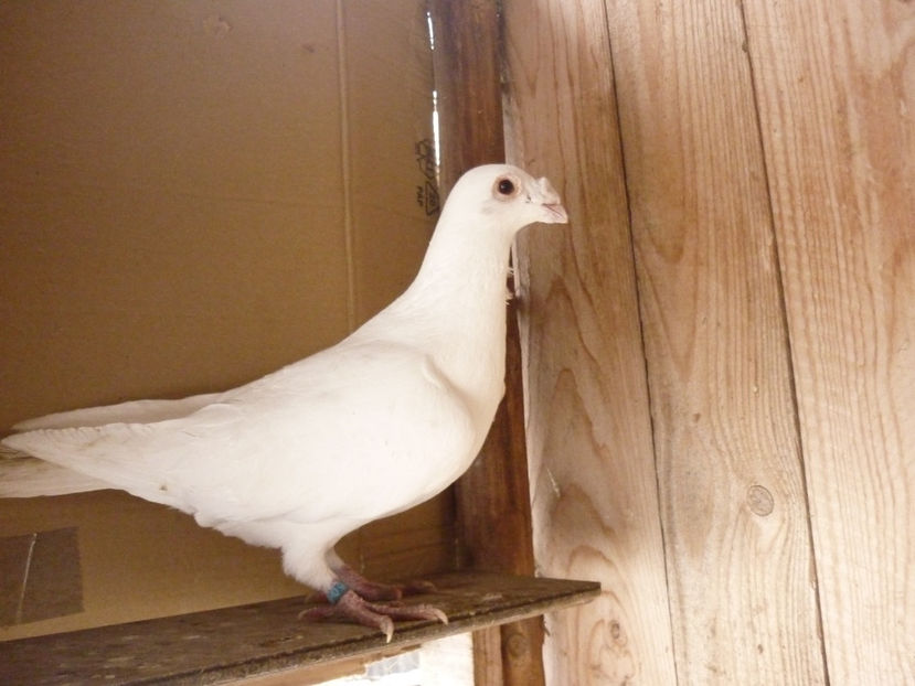 P1180725 - Voiajori stil vechi 2019