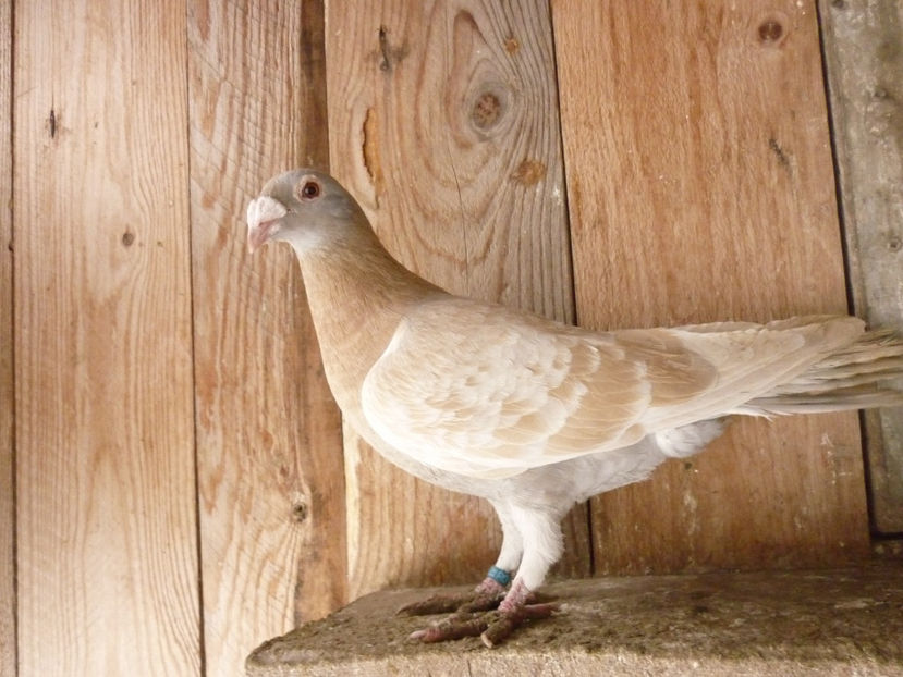 P1180727 - Voiajori stil vechi 2019