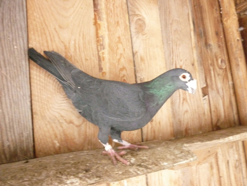 P1180731 - Voiajori stil vechi 2019