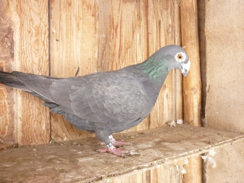 P1180748 - Voiajori stil vechi 2019