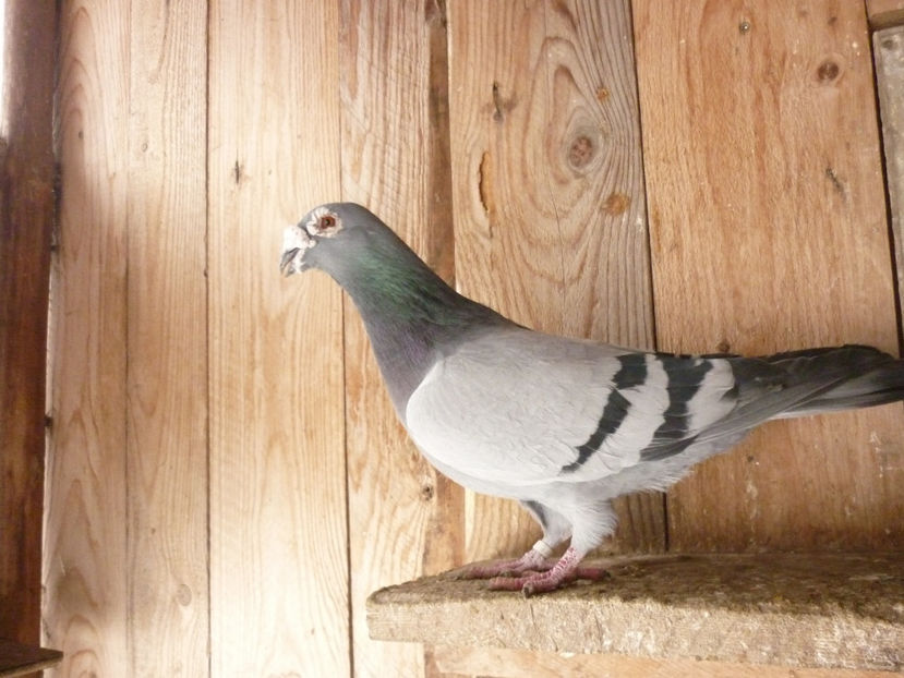 M-2015 - Voiajori stil vechi 2019