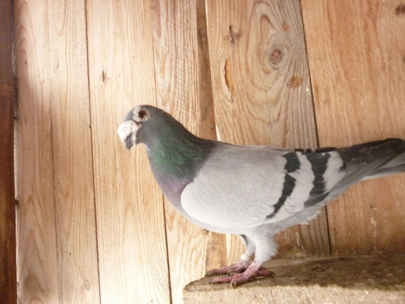 P1180756 - Voiajori stil vechi 2019