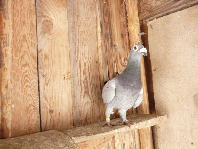 F-2017 - Voiajori stil vechi 2019