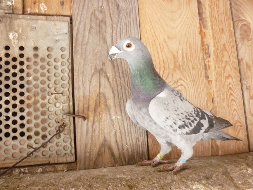 P1180782 - Voiajori stil vechi 2019