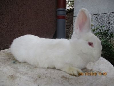 fem.RO12-4849 - X ARHIVA IEPURI CE AM AVUT