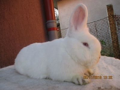 RO12-4846 - X ARHIVA IEPURI CE AM AVUT