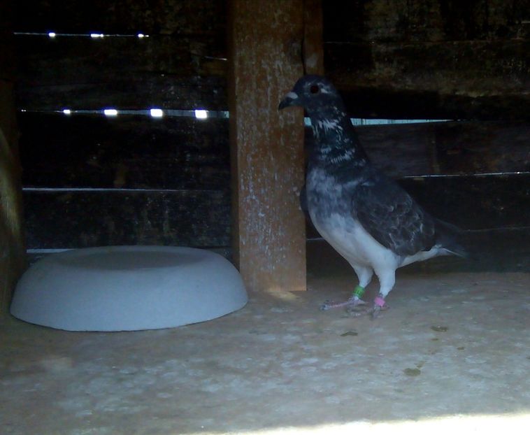 Hermes femela 18 - 2014-2018