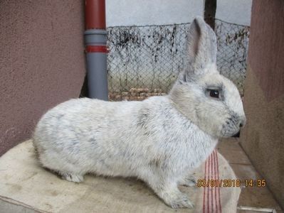 Marele Argint fem 2017 ! - X ARHIVA IEPURI CE AM AVUT