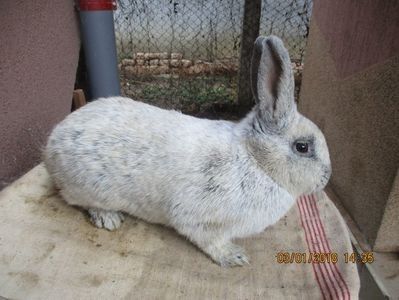 RO12-4759 - X ARHIVA IEPURI CE AM AVUT