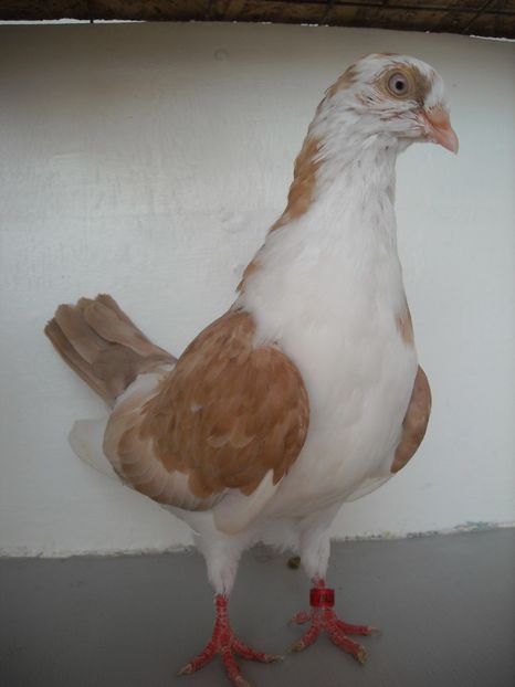  - PORUMBEI CARE MI AU APARTINUT