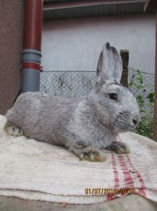 RO12-3894 - X ARHIVA IEPURI CE AM AVUT