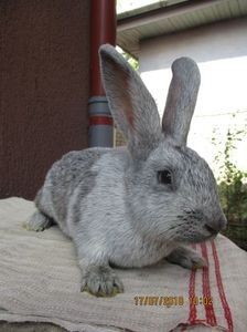 RO12-3895 - X ARHIVA IEPURI CE AM AVUT