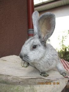 RO12-3896 - X ARHIVA IEPURI CE AM AVUT