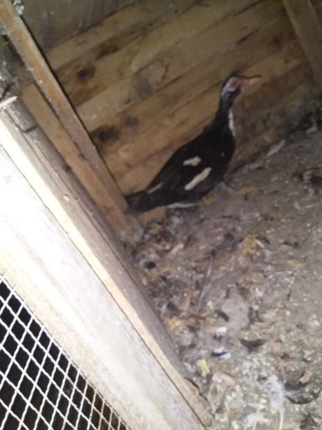  - Rațele mele leșești matcă 2019