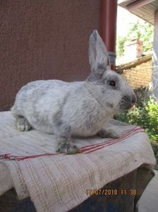 RO12-3897 - X ARHIVA IEPURI CE AM AVUT