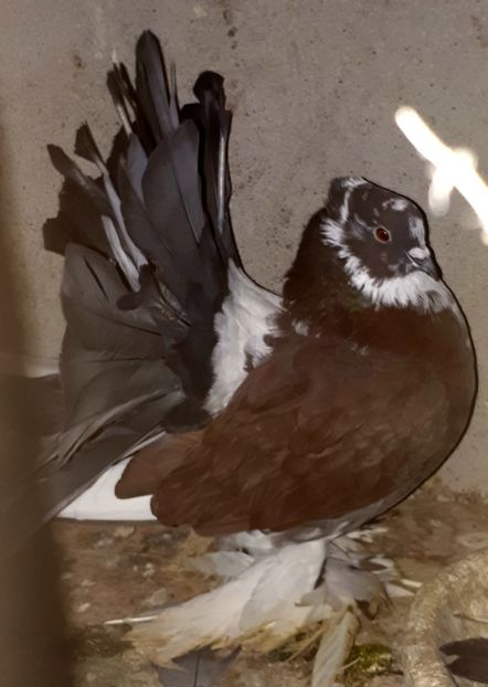  - Voltati indieni matca 2019