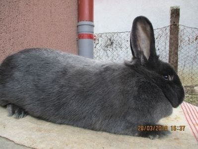 RO8-674 - X ARHIVA IEPURI CE AM AVUT