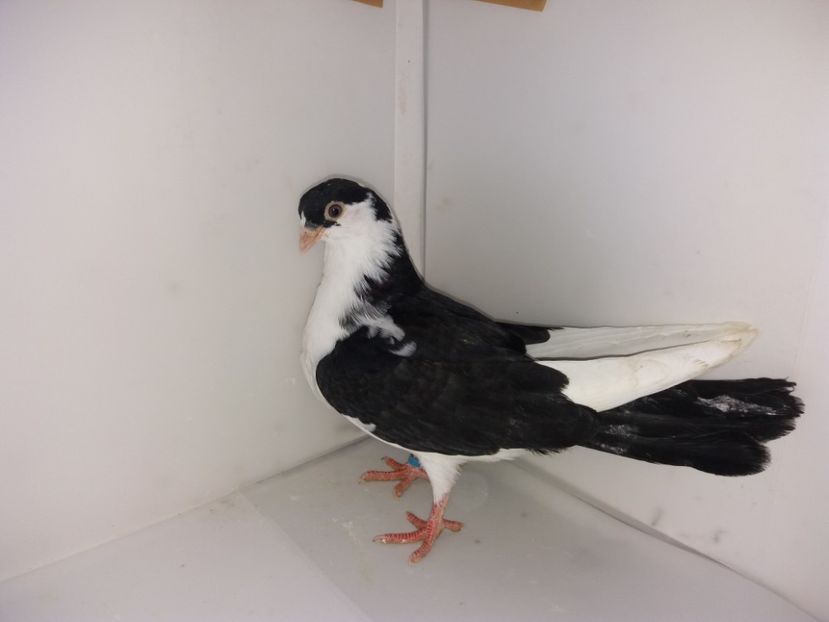 7176  mascul  2018_3 - tineret 2018